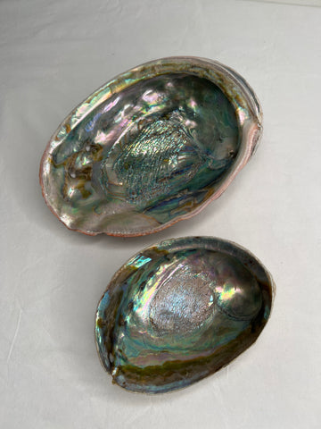 Set Of 2 Abalone Shell Decorative  Dish